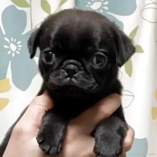 Neném pug saudável e brincalhão com contrato de venda e saúde dócil