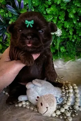 Shihtzu micro macho chocolate solido