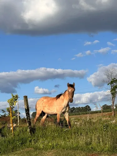 Potro SRD (ACEITO TROCAS)
