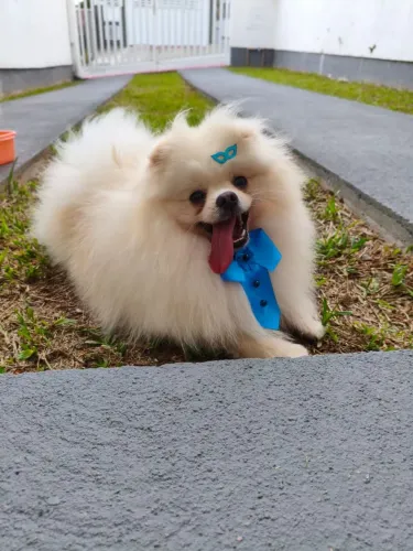 SPITZ ALEMÃO A VENDA