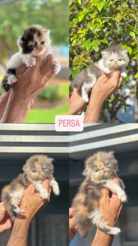 Gato Persa lindos filhotinhos com entrega segura
