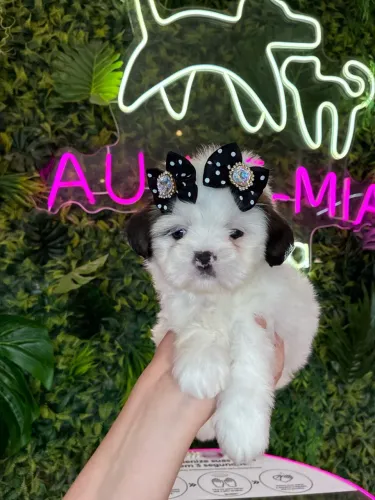 Shih tzu belíssima! Venha conferir