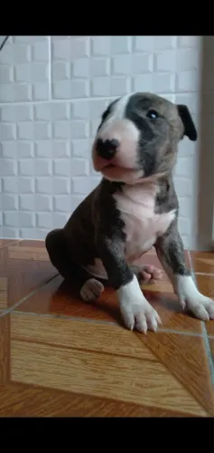 Bullterrier amor e a afeto ?