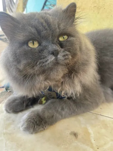 Gato persa : procurando uma fêmea 