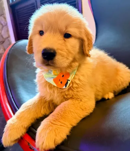 Golden Retriever, microchipados e pais com pedigree 