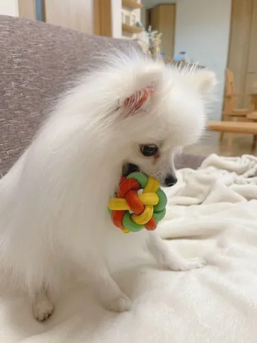filhote spitz alemão, O melhor amigo que você pode ter está esperando para te conhecer!