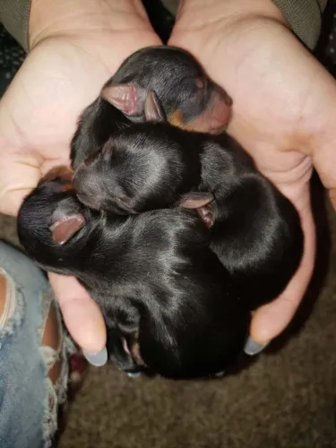 Pinscher zero