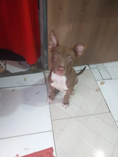 Cachorro pitbull 
