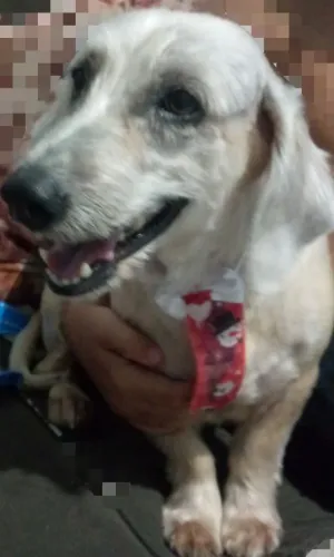 Cachorro para doação,porte médio, dócil,se dá bem com crianças,ele 3 anos.