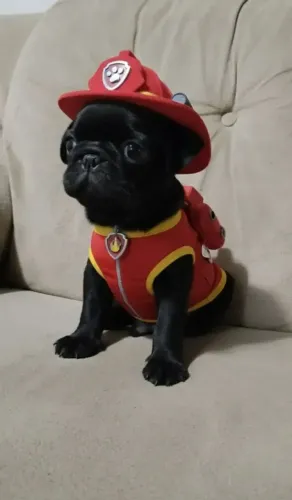 Filhotes de Pug