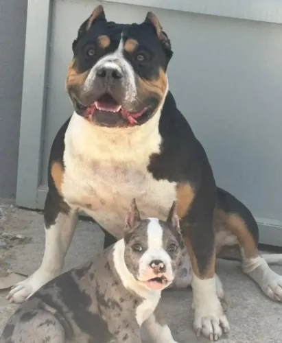 Filhotes de American Bully. Contato *