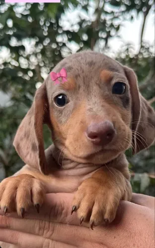 Cofap Dachshund salsicha Basset 