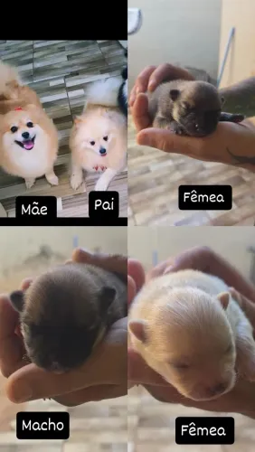 FILHOTE SPITZ ALEMÃO