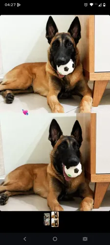 Cachorro belga malinois