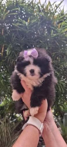 Spitz alemão Macho e fêmea Pandinhas disponíveis 