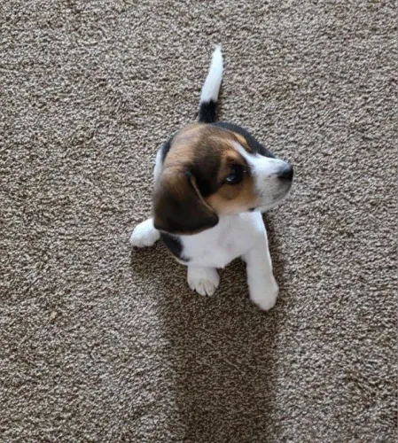 Beagle alegre e ativo