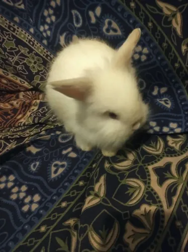 Coelhos Mini Lion
