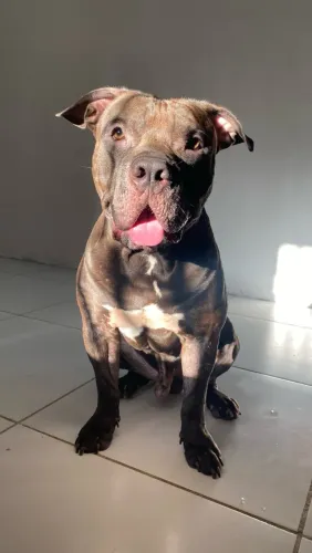 Pit monster para doação