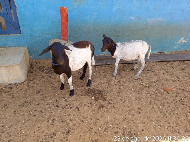 Casal de Borregos