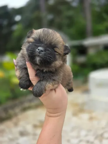 Spitz alemão anão lulu da Pomerânia minúsculo baby face 