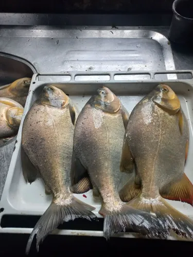 Tambaquí 700g