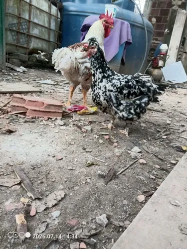Galinha GSB