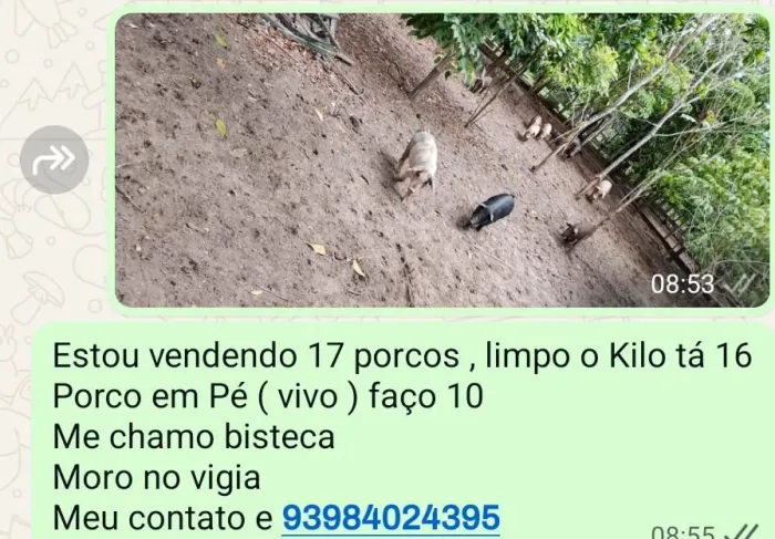 Vendo porcos