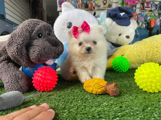 Spitz alemão fêmea anã vacinada desverminada 