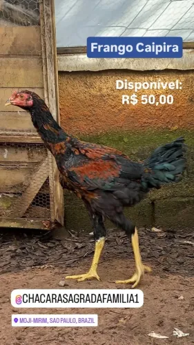 Frango Caipira Vermelho