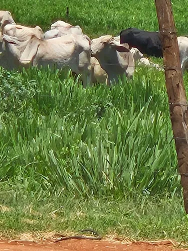 Oportunidade para Funcionário de Fazenda com experiência com vacas de cria 