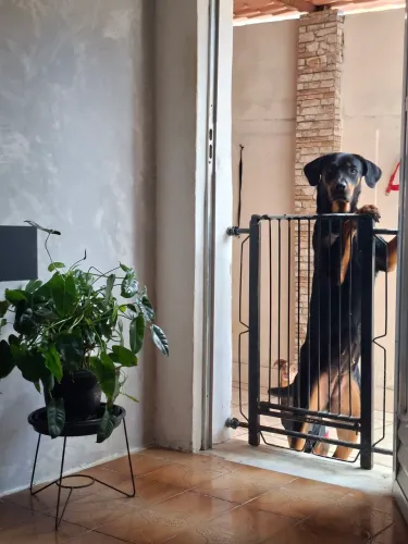 Doação de Rottweiler mestiça
