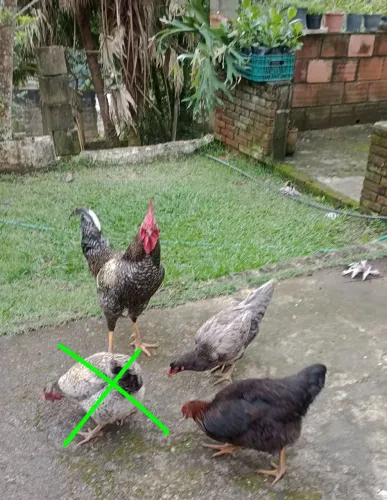 Galo e frangas caipira