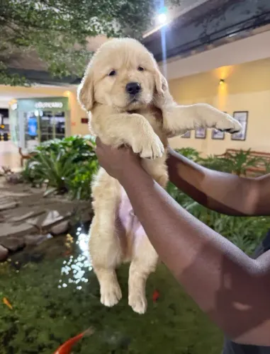 Doação Filhotes de Golden Retriever