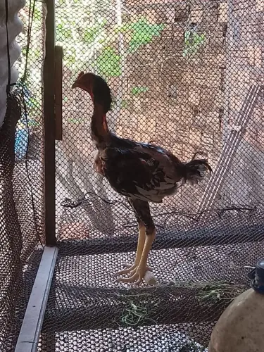 Índio gigante machos novos e saudáveis