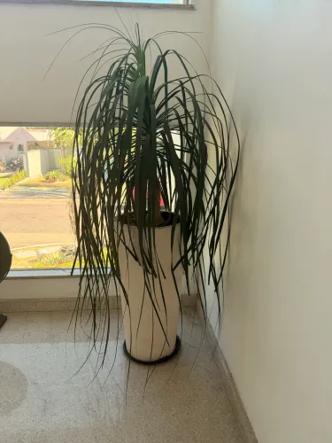 Planta com vaso pata de elefante