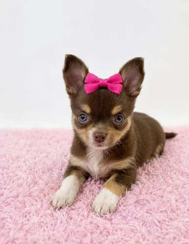 Chihuahua Pelo Curto Fêmea - Princesa Disponível.