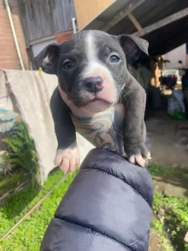 Filhote de pitbull 