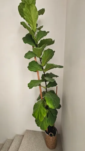 Planta Ficus Lyrata