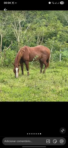 Cavalo