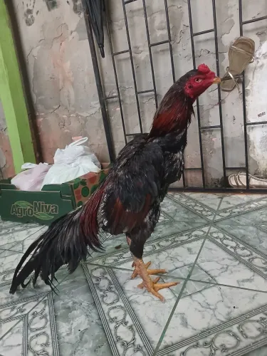 Galo