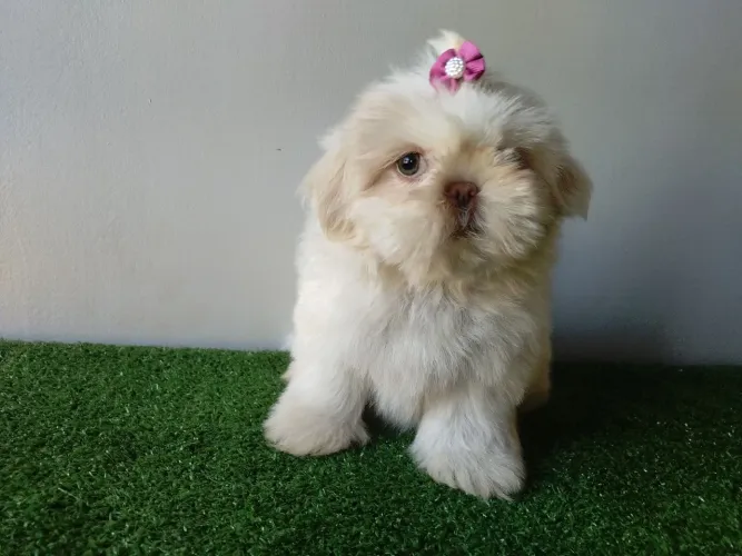 Linda fêmea de Shih Tzu de olhos claros 