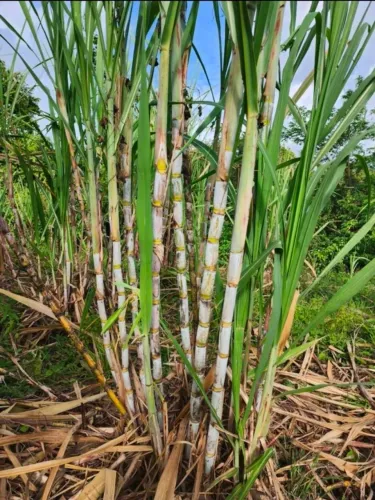 Vendo Cana de Açúcar