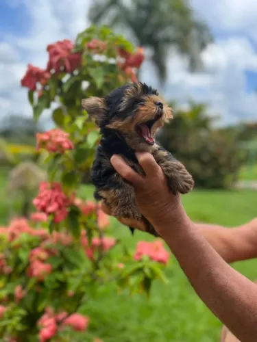 Uma oportunidade única para quem ama pets
