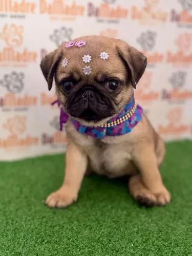 Pug fêmea