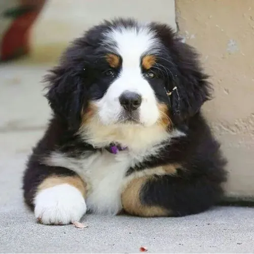 Bernese Mountain Cumplicidade em Quatro Passos
