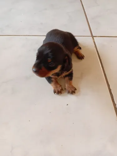 pinscher machinho