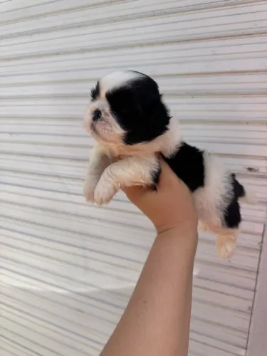 Shih tzu macho puros com pedigree