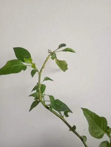Muda de pimenta Malagueta Brotando