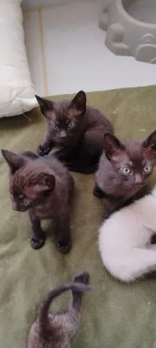Doa-se gatinhos pretos adoráveis
