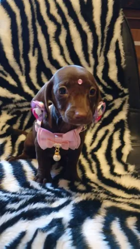 Que linda princesa chocolate ?